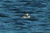 Long-tailed Duck at Paglesham Lagoon (Steve Arlow) (59532 bytes)